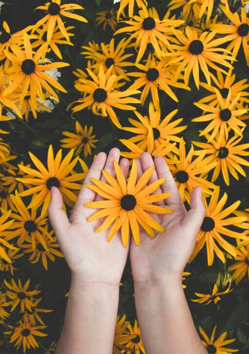 Close-up of hands holding vibrant yellow daisies, showcasing natural beauty and floral pattern.
