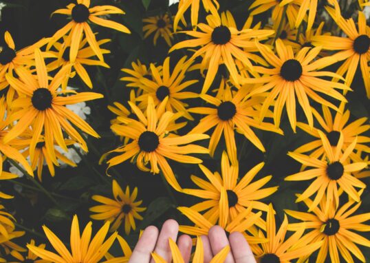 Close-up of hands holding vibrant yellow daisies, showcasing natural beauty and floral pattern.